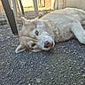 dog, husky, lying_down, outdoor, pavement, relaxed, animal, pet, canine, resting, fur, ears, nose, eyes, chair_legs, dog_bowl, sunlight, shadow, wall, backyard