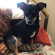 Max-Amillion is registered to the contest to win money with this photo: animal, bed, black_dog, canine, comfort, cute, dog, ears, floral_pattern, fur, household, indoors, nose, paw, pet, pillow, resting, small_dog, tan_dog, window_light