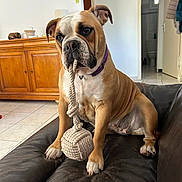 Vicky a rejoint le concours — aidez-le/la à gagner de superbes lots ! animal, bulldog, collar, couch, dog, furniture, indoor, leather, living_room, pet, portrait, purple_collar, rope_toy, serious_expression, short_hair, sitting, tan_coat, toy, white_chest, wooden_cabinet