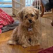 Tanner is registered to the contest to win money with this photo: dog, indoor, wooden_floor, pet, collar, chew_stick, blanket, heart_pattern, furniture_leg, scruffy, curious, small_dog, flooring, brown, animal, cute, domestic, companion, sitting, toy
