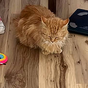 Lewis joined the competition — help win amazing prizes! cat, orange_cat, fluffy, indoor, wooden_floor, pet, animal, feline, resting, closed_eyes, cozy, toy, floor, domestic_animal, quiet, fur, cute, sleepy, calm, small_animal