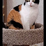 Mocha joined the competition — help win amazing prizes! cat, calico_cat, feline, pet, cat_tree, scratching_post, carpeted_surface, indoor, sitting, portrait, yellow_eyes, whiskers, ears, fur, wall, electrical_outlet, cozy, close_up, household, furniture