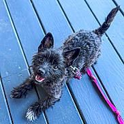 Lola joined the competition — help win amazing prizes! dog, black_dog, small_dog, scruffy_fur, pink_leash, blue_deck, outdoor, pet, playful, happy, animal, canine, looking_up, tongue_out, ears_up, cute, companion, domestic_animal, leash, wooden_floor