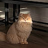animal, cat, cozy, curious, cute, domestic, ears, feline, fluffy_cat, fur, ginger_cat, house, indoor, pet, shadow, sitting, sunlight, table, whiskers, wooden_floor