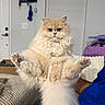 animal, cat, cat_tree, couch, cream_colored, cute, fluffy, funny_pose, fur, furniture, holding, human_hand, indoor, legs_spread, mail_organizer, pet, round_eyes, sitting, tail, window_blinds