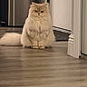 Kamilla is registered to the contest to win money with this photo: animal, appliance, cat, cream_color, domestic, door, expression, feline, floor, fluffy, household, indoor, long_hair, mood, pet, quiet, room, sitting, still, wooden_floor