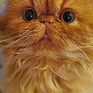Walter joined the competition — help win amazing prizes! animal, cat, closeup, companion, curious, cute, domestic_cat, face, feline, fluffy, fur, indoor, mammal, orange_fur, persian_cat, pet, portrait, small_animal, whiskers, wide_eyes