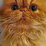 animal, cat, closeup, companion, curious, cute, domestic_cat, face, feline, fluffy, fur, indoor, mammal, orange_fur, persian_cat, pet, portrait, small_animal, whiskers, wide_eyes