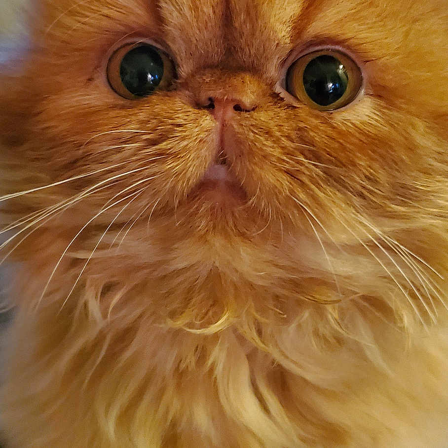 Walter