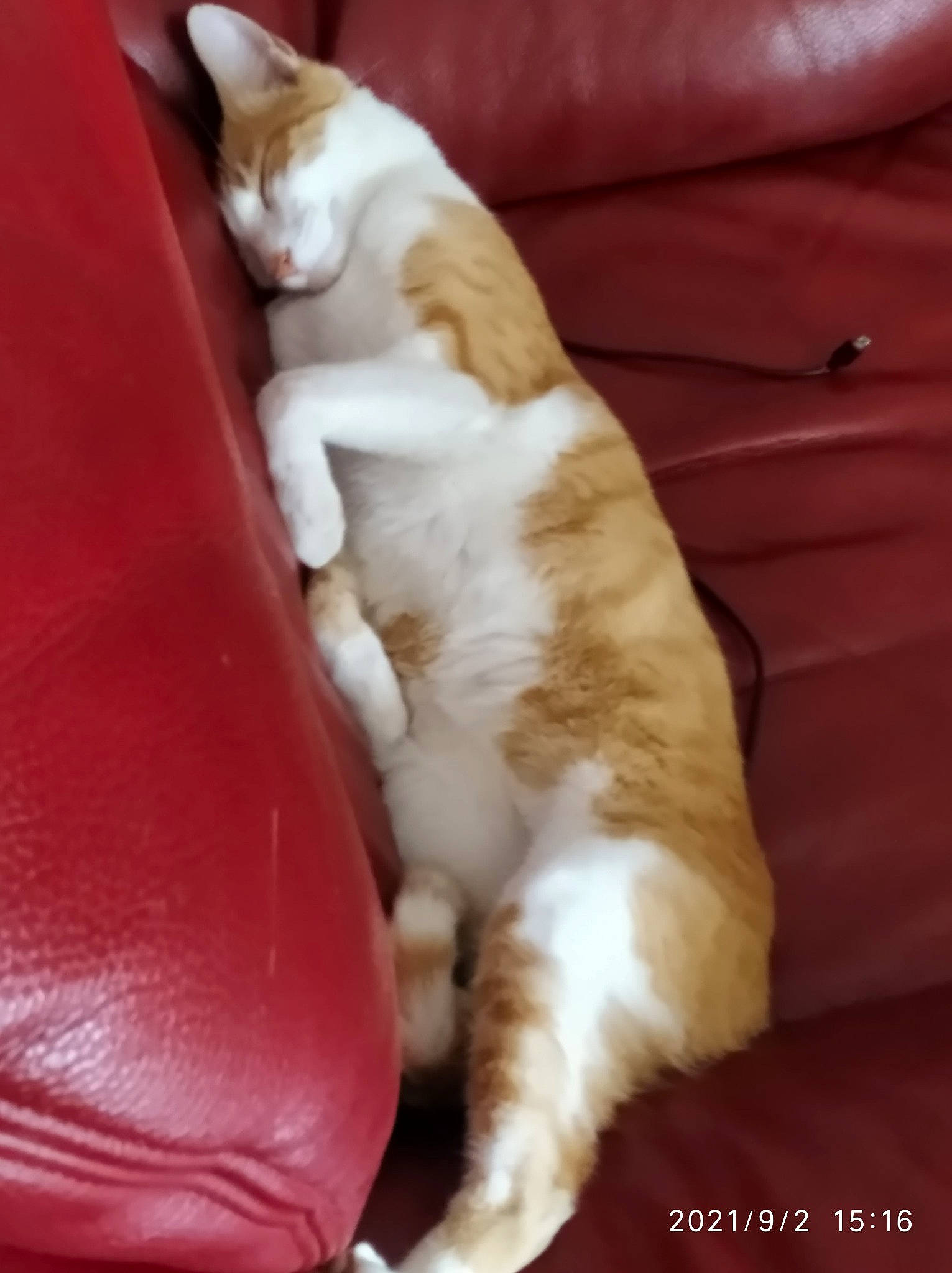 Pepsi participe au concours pour gagner de l'argent avec cette photo : carnivore, cat, cat_supply, comfort, companion_dog, dog_breed, domestic_short_haired_cat, fawn, felidae, flooring, fur, hardwood, human_leg, nap, paw, small_to_medium_sized_cats, snout, tail, whiskers, wood