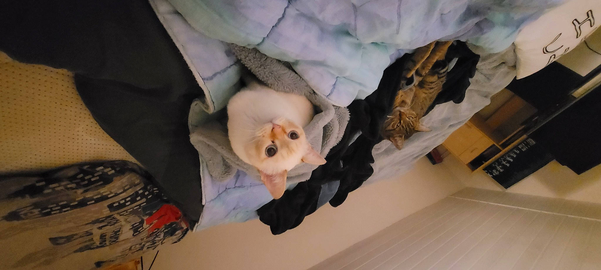 Lexie a rejoint le concours — aidez-le/la à gagner de superbes lots ! baby_products, canidae, carnivore, comfort, companion_dog, dog_breed, fawn, felidae, fur, head, linens, plant, small_to_medium_sized_cats, snout, sporting_group, stuffed_toy, tail, textile, toy, wood