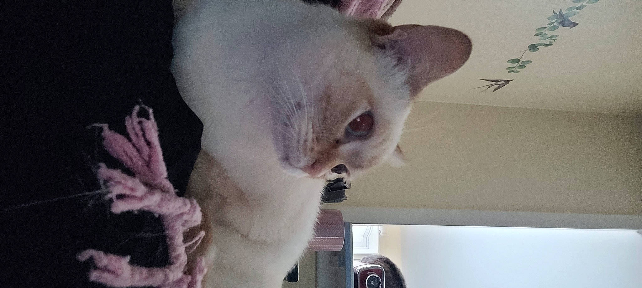 Lexie participe au concours pour gagner de l'argent avec cette photo : balinese, carnivore, cat, domestic_short_haired_cat, ear, fawn, felidae, fur, siamese, small_to_medium_sized_cats, snout, tail, whiskers