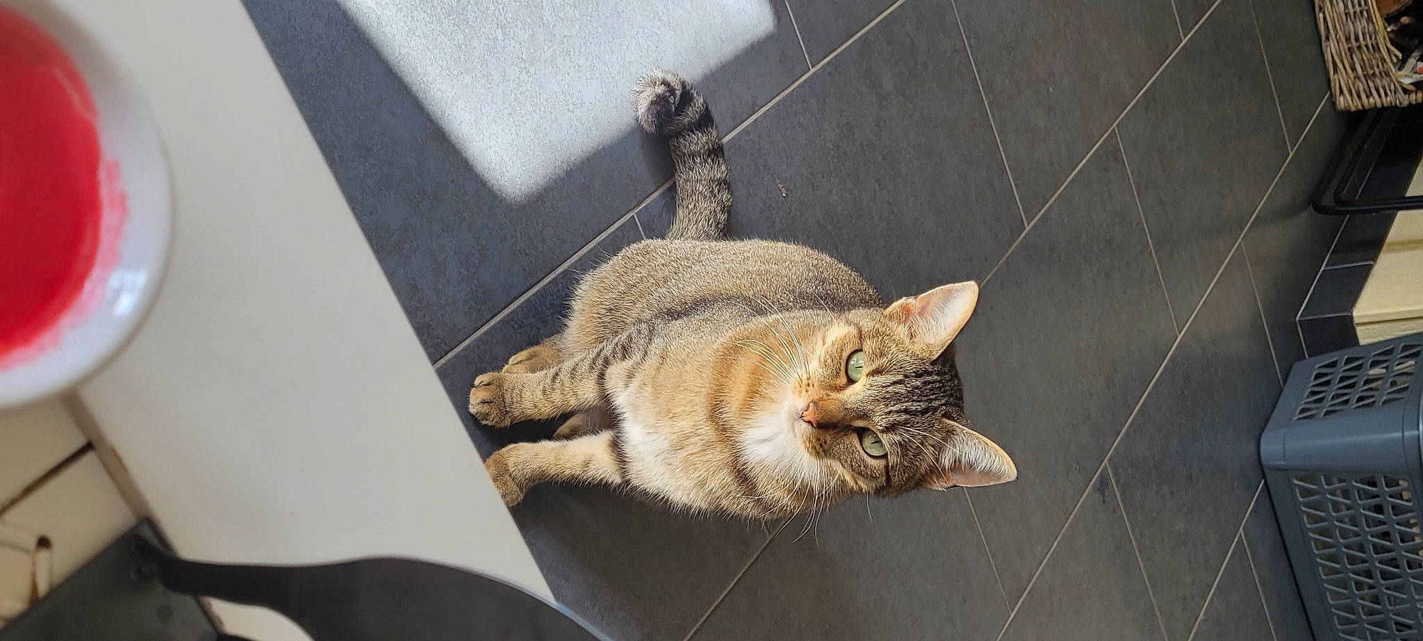 Tigrou participe au concours pour gagner de l'argent avec cette photo : carnivore, cat, claw, domestic_short_haired_cat, fawn, felidae, fur, paw, sitting, sleep, small_to_medium_sized_cats, snout, tail, terrestrial_animal, whiskers, wildlife, wood