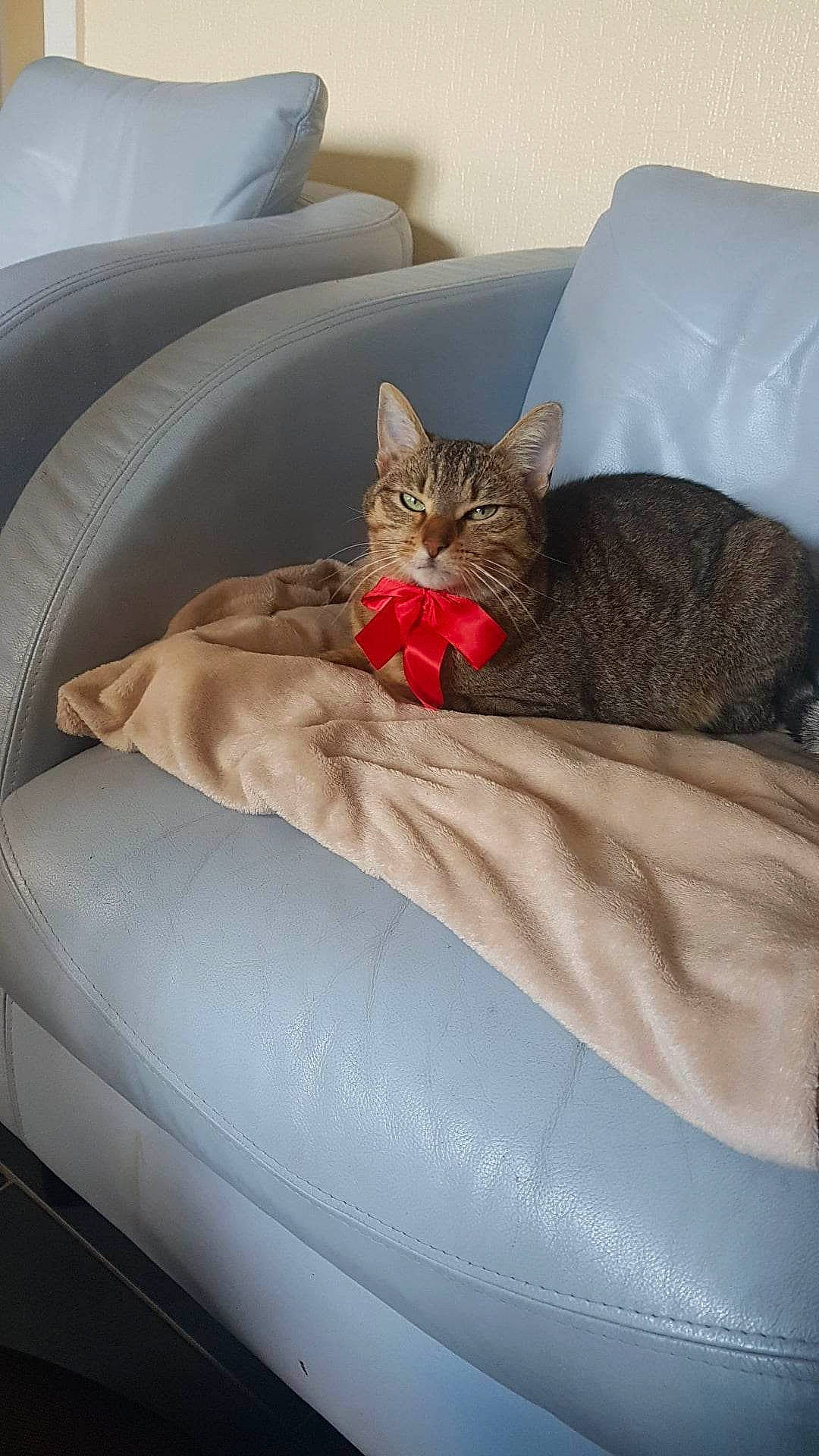 Tigrou a rejoint le concours — aidez-le/la à gagner de superbes lots ! carnivore, cat, cat_bed, cat_supply, comfort, couch, domestic_short_haired_cat, felidae, fur, houseplant, linens, living_room, plant, room, sitting, small_to_medium_sized_cats, tail, throw_pillow, vehicle, whiskers