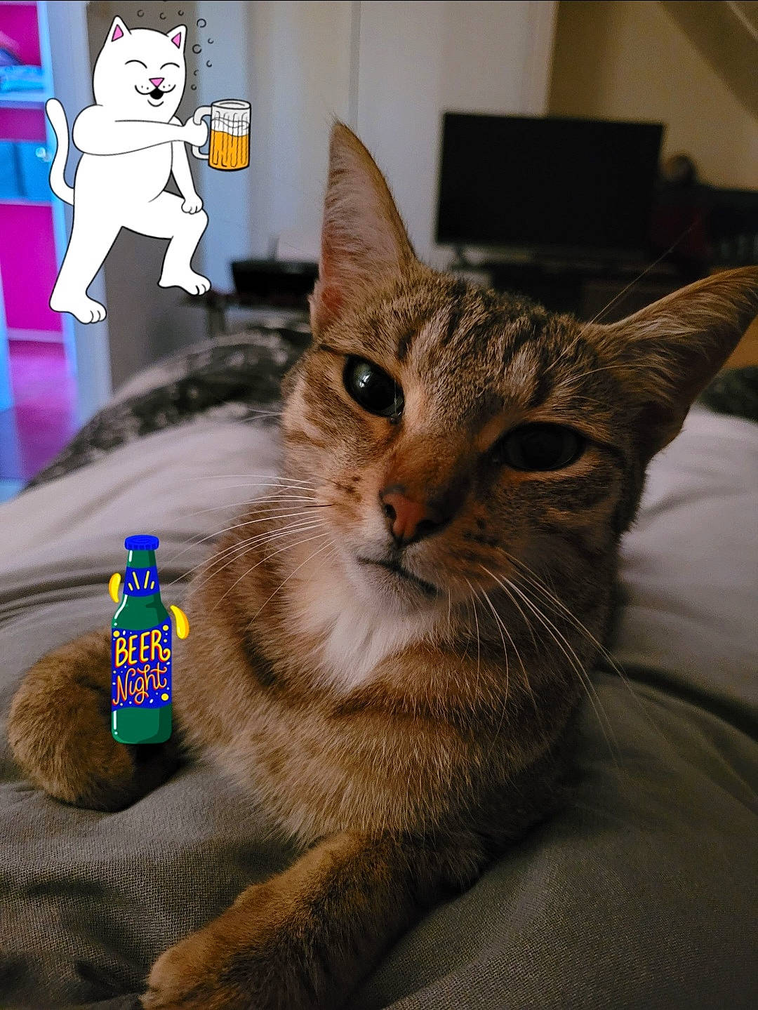 Tigrou participe au concours pour gagner de l'argent avec cette photo : carnivore, cat, cat_supply, domestic_short_haired_cat, fawn, felidae, font, fur, mammal, paw, pet_supply, photo_caption, small_to_medium_sized_cats, snapshot, snout, tail, terrestrial_animal, vertebrate, whiskers, wildlife