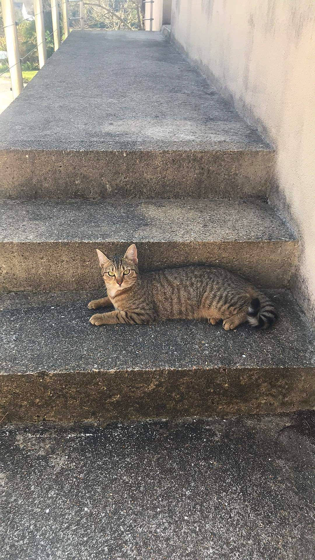Tigrou participe au concours pour gagner de l'argent avec cette photo : asphalt, carnivore, cat, concrete, domestic_short_haired_cat, felidae, flagstone, flooring, fur, grass, grey, paw, road_surface, sidewalk, small_to_medium_sized_cats, snout, tail, terrestrial_animal, whiskers, wood