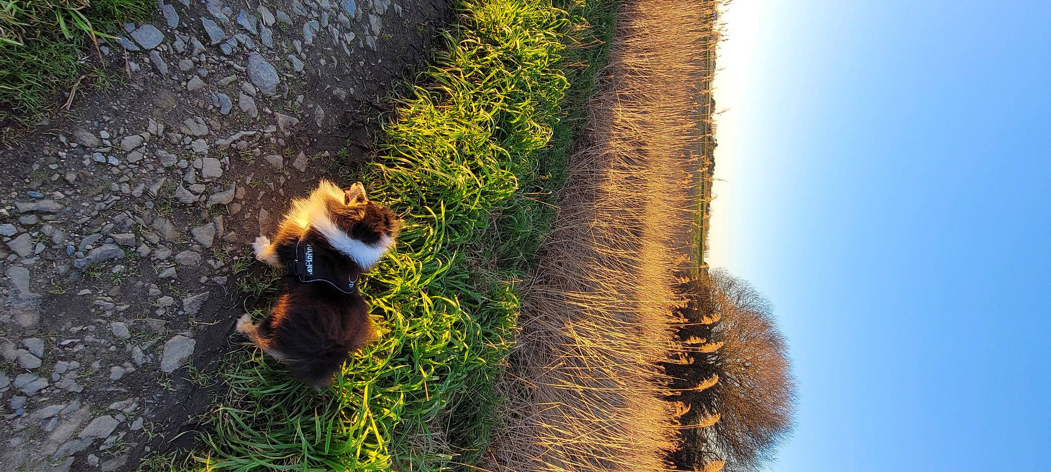 Jumbo a rejoint le concours — aidez-le/la à gagner de superbes lots ! asphalt, biome, branch, carnivore, flower, grass, landscape, natural_landscape, people_in_nature, plant, shadow, shrub, sky, spring, sunlight, tail, tints_and_shades, trunk, vegetation, water