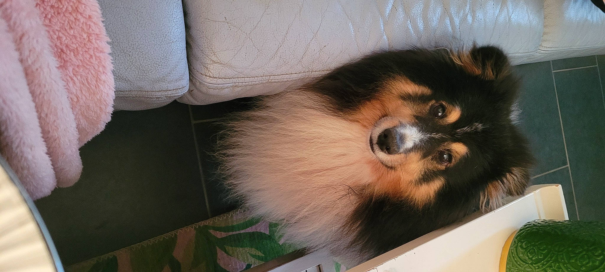 Jumbo a rejoint le concours — aidez-le/la à gagner de superbes lots ! canidae, carnivore, comfort, companion_dog, corgi_chihuahua, dog, dog_breed, fur, sporting_group, terrestrial_animal, toy_dog, whiskers, working_animal, working_dog