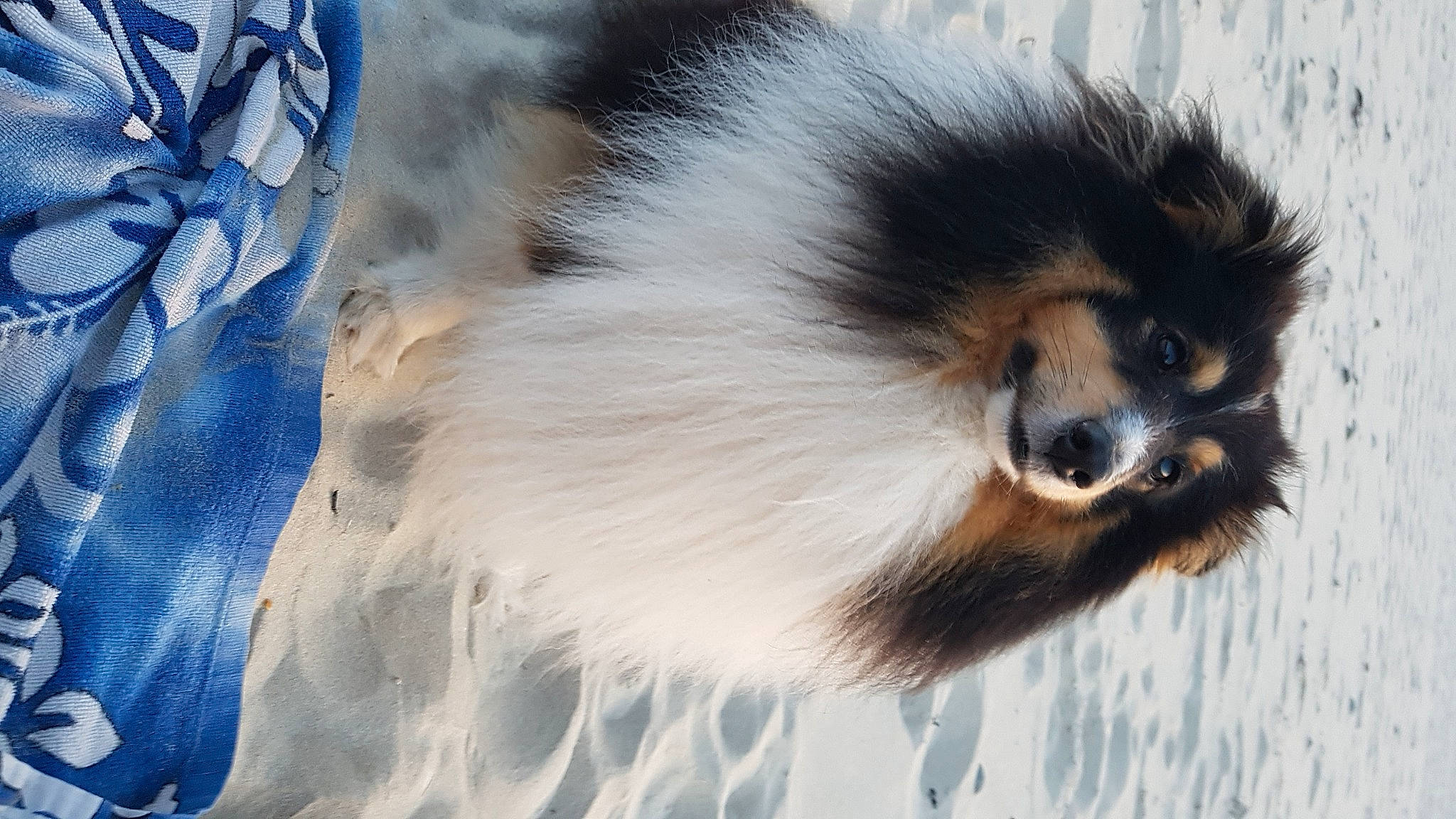 Jumbo participe au concours pour gagner de l'argent avec cette photo : ancient_dog_breeds, canidae, carnivore, collie, companion_dog, dog_breed, electric_blue, fur, german_spitz, german_spitz_klein, snout, sporting_group, tail, terrestrial_animal, whiskers, wildlife, working_animal, working_dog