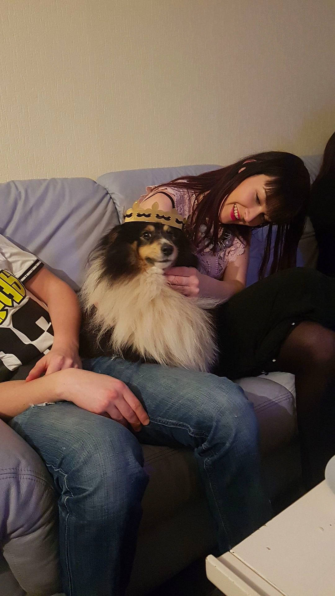 Jumbo a rejoint le concours — aidez-le/la à gagner de superbes lots ! abdomen, beard, black_hair, canidae, carnivore, comfort, companion_dog, dog, dog_breed, eyewear, facial_hair, fawn, fun, fur, happy, leg, sitting, smile, sporting_group, toy_dog