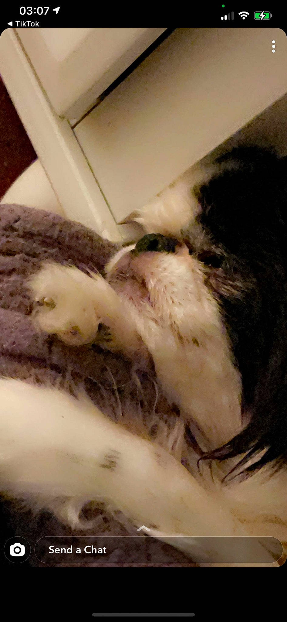 Lika joined the competition — help win amazing prizes! canidae, carnivore, claw, comfort, companion_dog, dog_breed, fawn, felidae, fur, human_leg, nap, paw, small_to_medium_sized_cats, snout, sporting_group, tail, terrestrial_animal, vertebrate, whiskers, working_animal