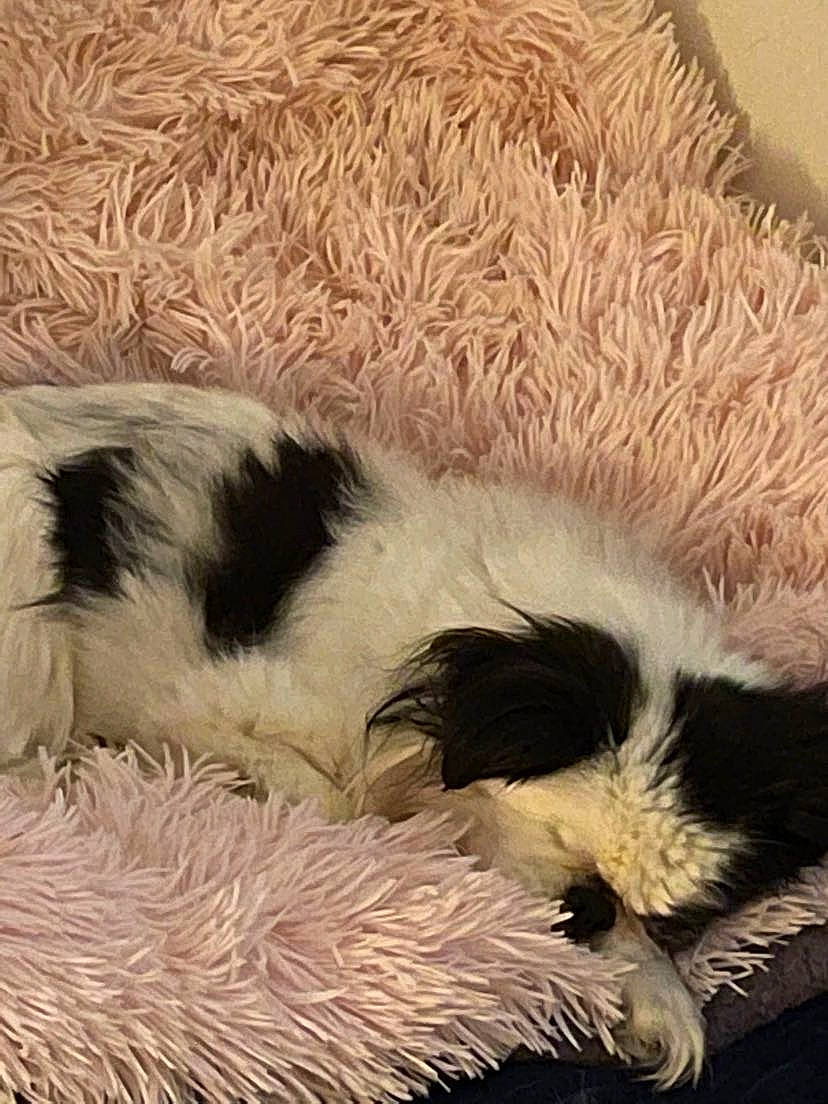 Lika is registered to the contest to win money with this photo: carnivore, cat_bed, claw, comfort, companion_dog, dog_breed, feather, fur, linens, natural_material, paw, plush, snout, stuffed_toy, tail, terrestrial_animal, toy, whiskers, wool, woolen