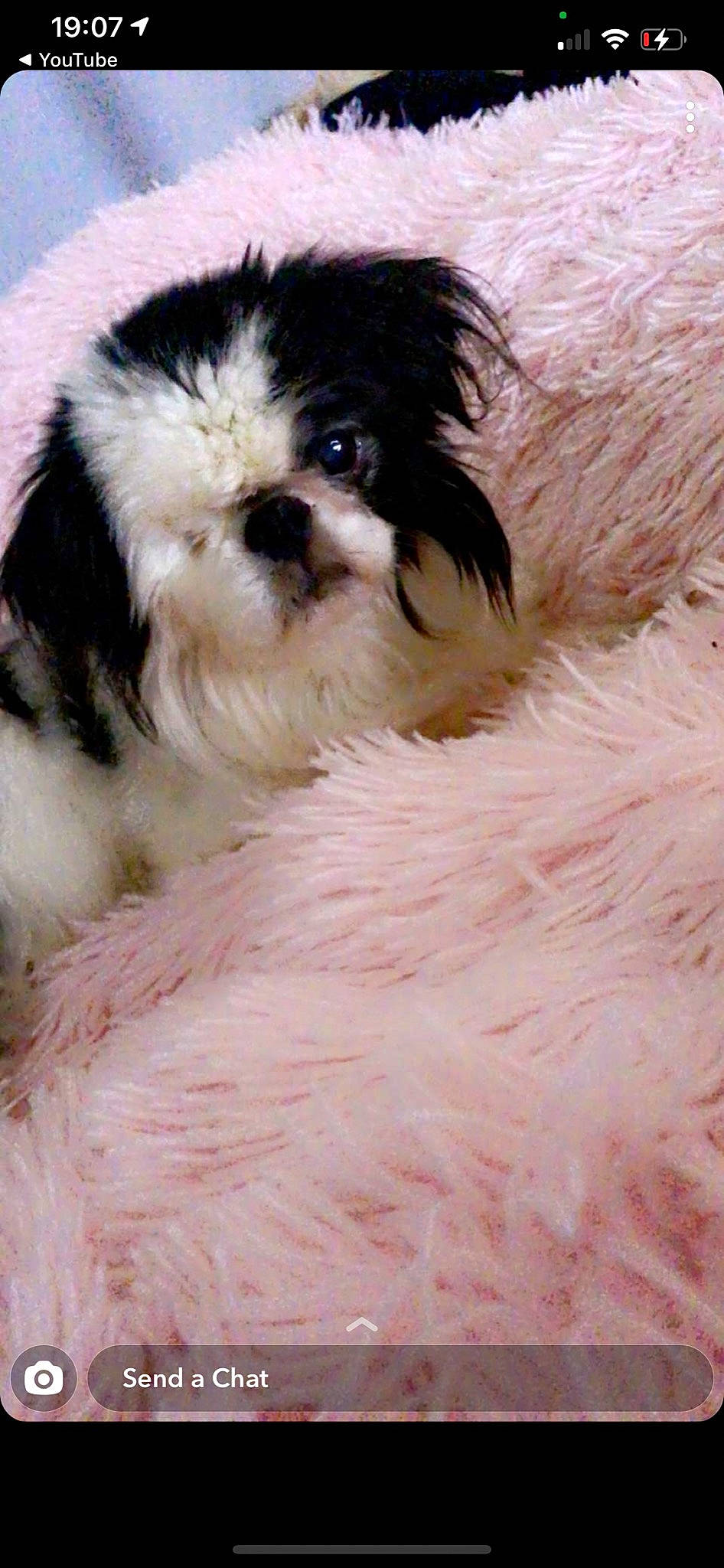 Lika is registered to the contest to win money with this photo: canidae, carnivore, companion_dog, dog, dog_breed, dog_supply, fawn, fur, liver, mal_shi, pekapoo, puppy_love, shih_poo, shih_tzu, small_terrier, snout, terrier, toy_dog, working_animal, yorkipoo