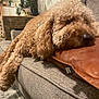 Lucky joined the competition — help win amazing prizes! dog, curly_fur, couch, leather_pillow, indoor, resting, sleeping, cozy, home, carpet, furniture, plant, cabinet, brown, gray, pet, relaxed, fur, living_room, decor