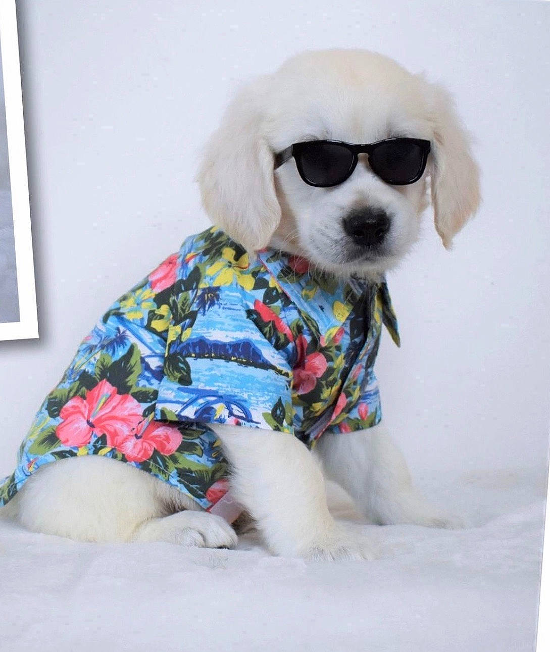 Emerson is registered to the contest to win money with this photo: carnivore, companion_dog, dog, dog_breed, dog_clothes, dog_supply, eyewear, fawn, glasses, goggles, outerwear, picture_frame, plant, sleeve, snout, sporting_group, sunglasses, toy, toy_dog, vision_care