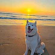Ember is registered to the contest to win money with this photo: dog, white_dog, beach, sunset, sand, ocean, waves, tongue_out, happy, sitting, sun, reflection, outdoor, nature, collar, paw_prints, sky, water, animal, pet