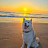 dog, white_dog, beach, sunset, sand, ocean, waves, tongue_out, happy, sitting, sun, reflection, outdoor, nature, collar, paw_prints, sky, water, animal, pet