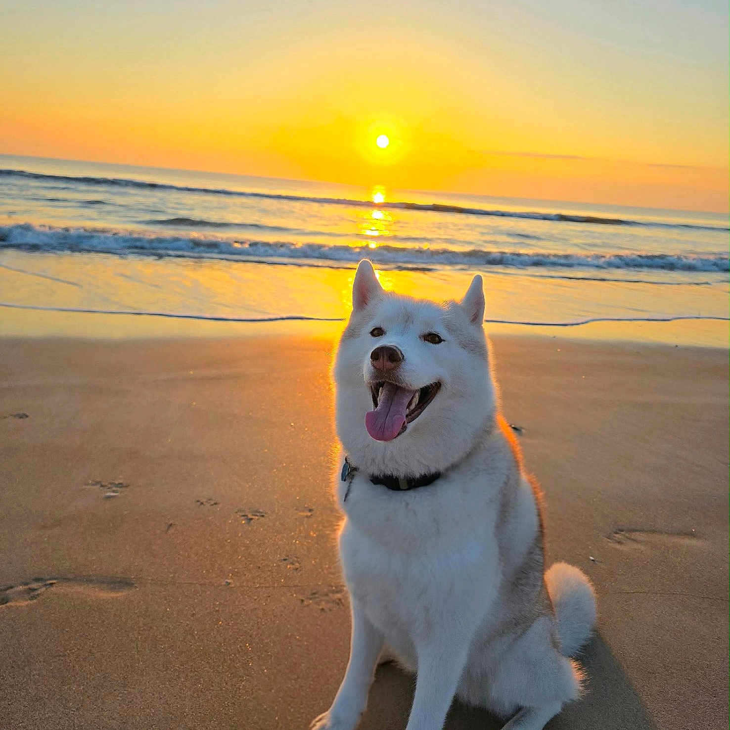 Ember is registered to the contest to win money with this photo: dog, white_dog, beach, sunset, sand, ocean, waves, tongue_out, happy, sitting, sun, reflection, outdoor, nature, collar, paw_prints, sky, water, animal, pet