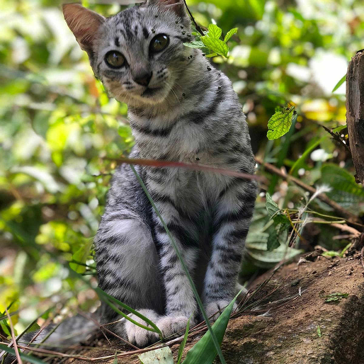 Tigerasa joined the competition — help win amazing prizes! animal, cat, closeup, curious, daylight, feline, forest, greenery, leaf, mammal, nature, outdoor, plant, portrait, rock, sitting, striped, tabby, wild, young_cat