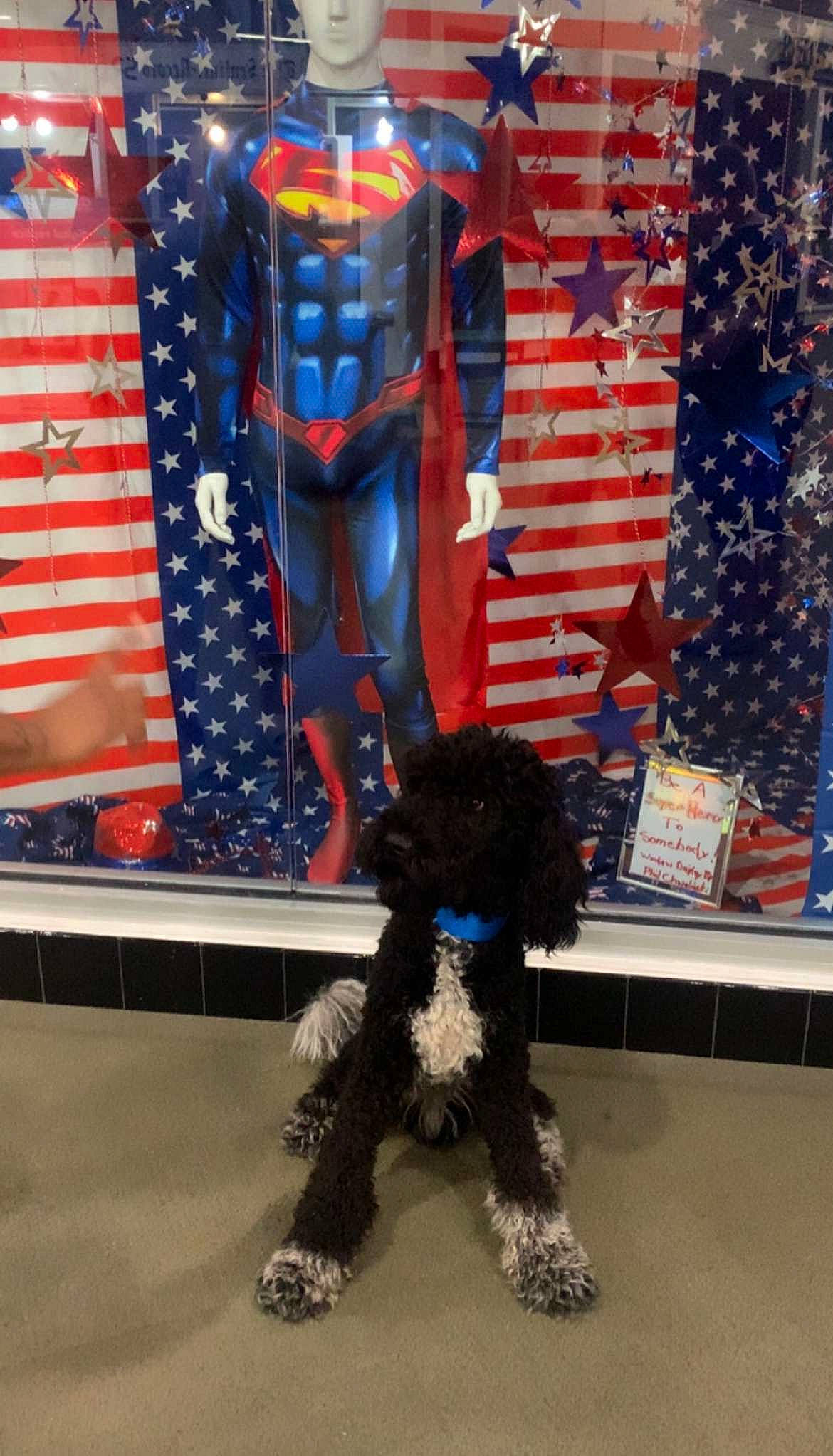 Zoku Dallas Martin joined the competition — help win amazing prizes! avengers, blue, carmine, carnivore, companion_dog, costume, dog, dog_breed, dog_supply, electric_blue, event, fictional_character, flag_of_the_united_states, flooring, fur, pattern, poodle, spider_man, toy, toy_dog