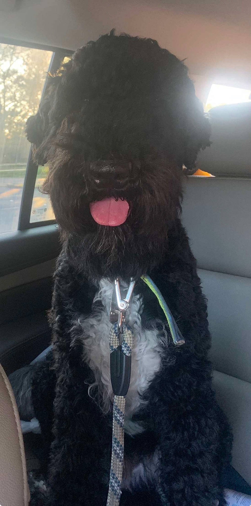 Zoku Dallas Martin is registered to the contest to win money with this photo: canidae, carnivore, collar, companion_dog, dog, dog_breed, dog_collar, fashion_accessory, fur, giant_dog_breed, hat, natural_material, snout, sporting_group, terrier, vehicle, vehicle_door, water_dog, windshield, working_animal