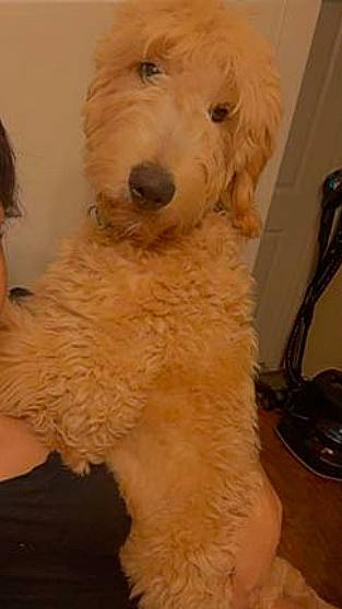 Zues Oakly is registered to the contest to win money with this photo: carnivore, companion_dog, dog, dog_breed, fashion_design, fawn, fur, non_sporting_group, pet_supply, poodle, snout, sporting_group, toy_dog, water_dog, working_animal