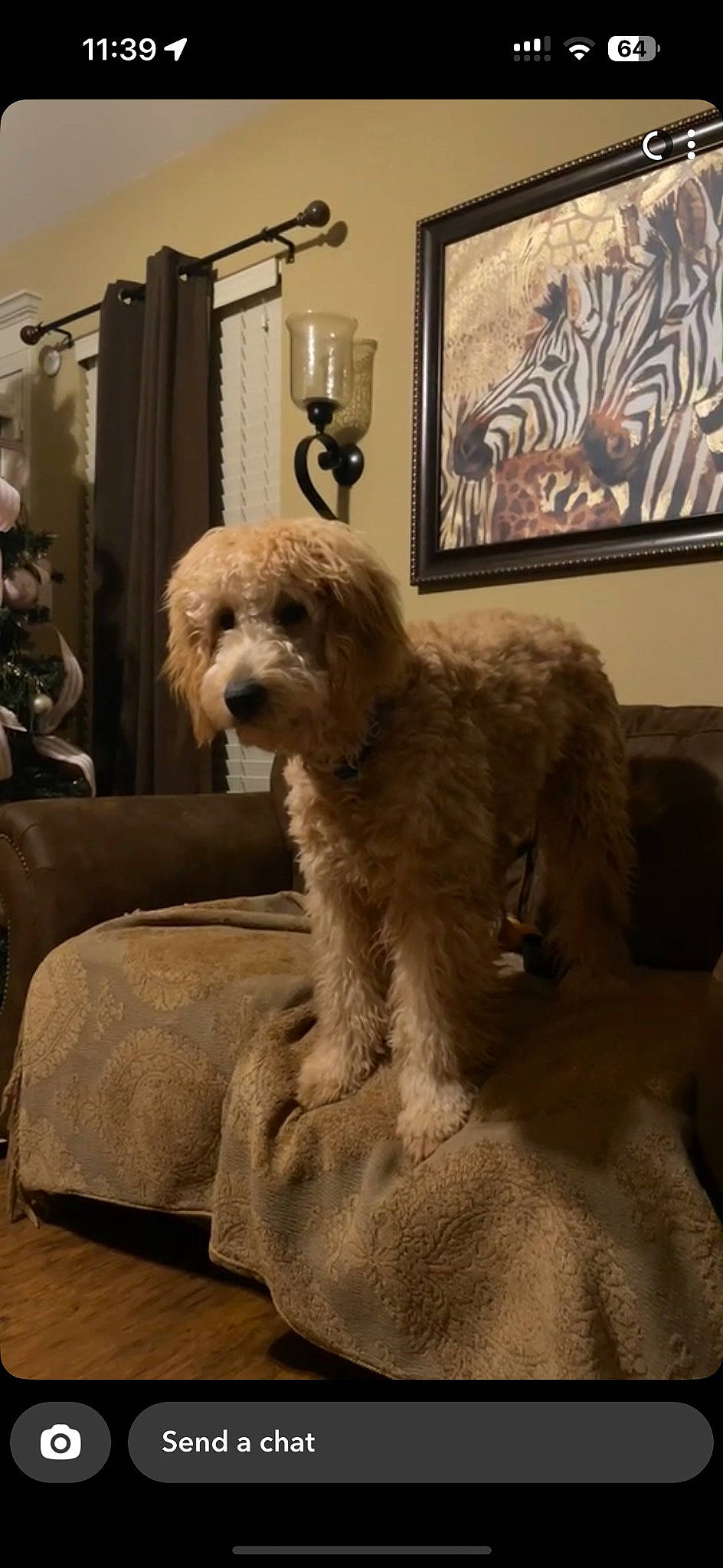 Zues Oakly joined the competition — help win amazing prizes! canidae, carnivore, chair, comfort, companion_dog, couch, dog, dog_breed, fur, interior_design, labradoodle, lamp, picture_frame, poodle, room, small_terrier, sporting_group, terrier, toy_dog, water_dog