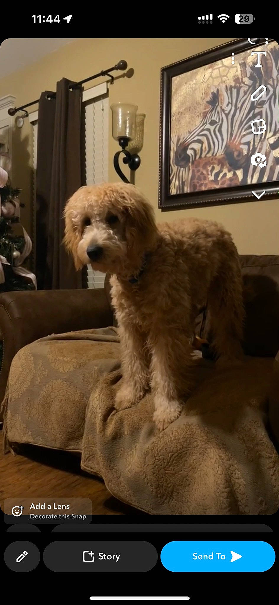 Zues Oakly joined the competition — help win amazing prizes! canidae, carnivore, chair, comfort, companion_dog, couch, dog, dog_breed, fawn, fur, labradoodle, lamp, maltepoo, picture_frame, room, small_terrier, sporting_group, terrier, toy_dog, water_dog