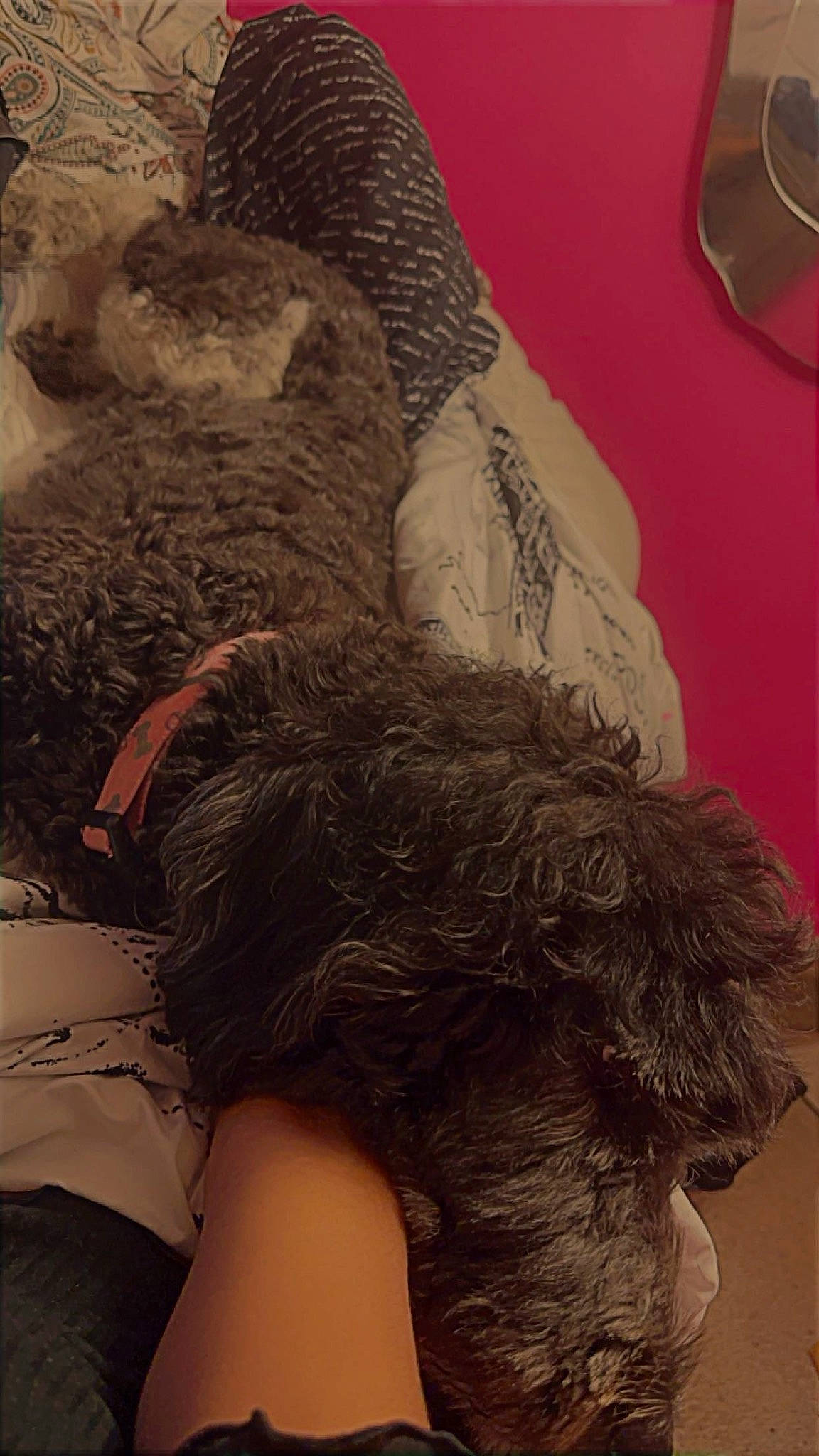 Coco Chanel joined the competition — help win amazing prizes! art, brown_hair, canidae, chest, comfort, fashion_accessory, flesh, foot, fur, human_leg, linens, nail, room, selfie, sporting_group, textile, thigh, visual_arts, wool, woolen