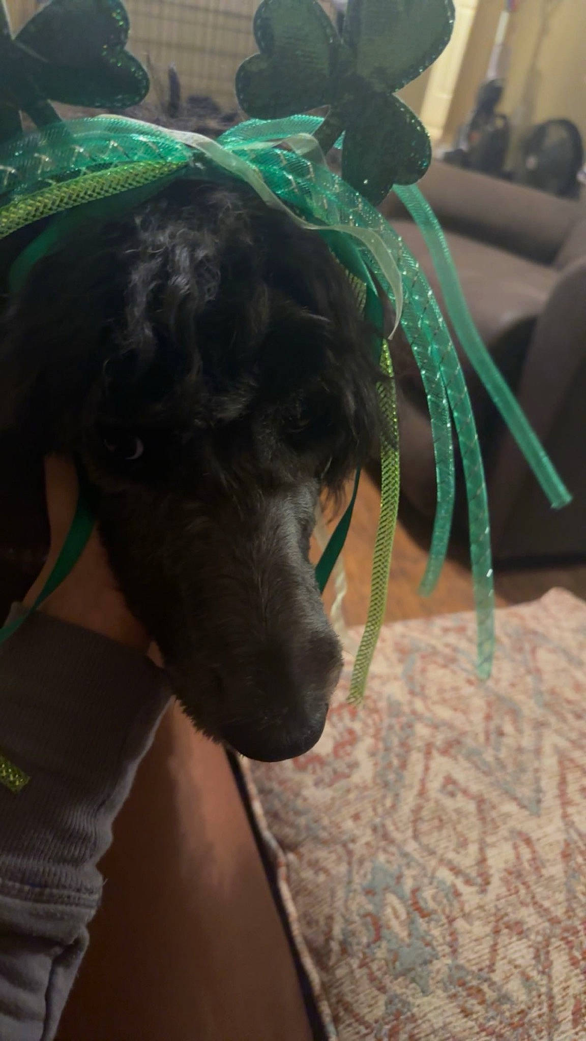 Coco Chanel joined the competition — help win amazing prizes! canidae, carnivore, collar, companion_dog, dog, dog_breed, dog_collar, eyewear, fawn, fur, green, leash, liver, personal_protective_equipment, snout, sporting_group, sunglasses, toy_dog, whiskers, working_animal