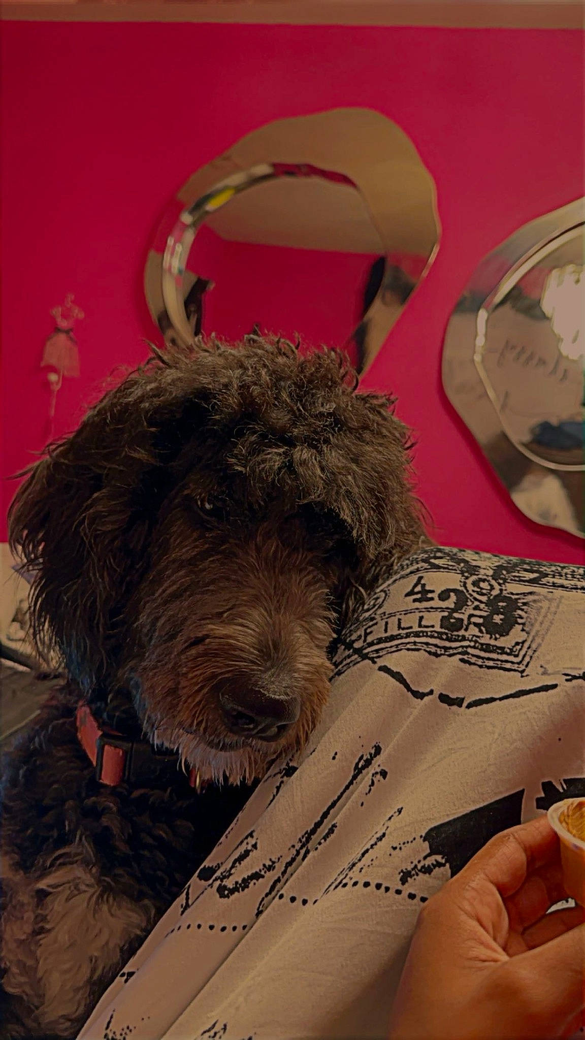 Coco Chanel joined the competition — help win amazing prizes! art, canidae, carnivore, companion_dog, dog, dog_breed, event, fashion_accessory, fur, hat, illustration, nail, paint, snout, sporting_group, tableware, terrier, toy, working_animal