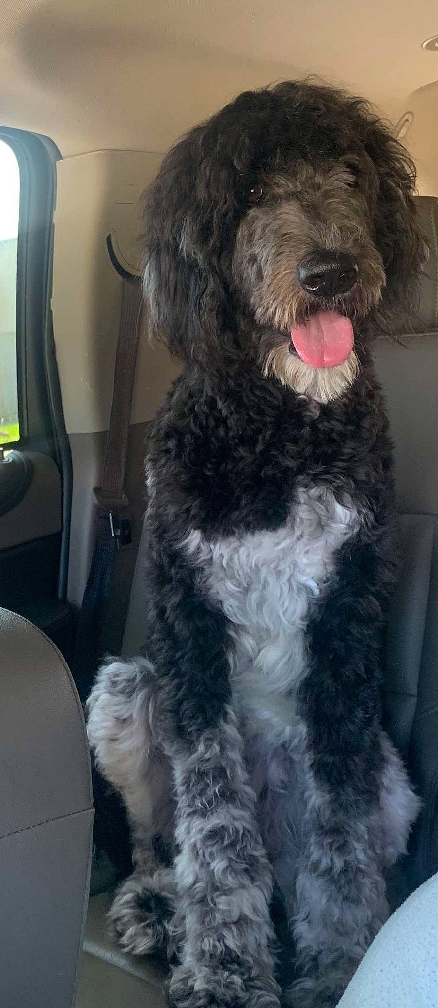 Coco Chanel is registered to the contest to win money with this photo: canidae, carnivore, collar, companion_dog, dog, dog_breed, dog_collar, fur, labradoodle, non_sporting_group, schnauzer, small_terrier, snout, sporting_group, terrestrial_animal, terrier, toy_dog, water_dog, working_animal, yorkipoo