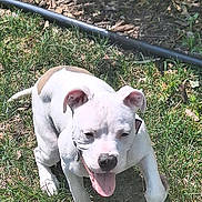 Minnie is registered to the contest to win money with this photo: animal, brown_patch, canine, collar, dog, grass, greenery, happy, leafy_bush, nature, outdoor, pet, playful, puppy, running, summer, sunlight, tongue_out, white_dog, young_dog