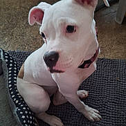 Minnie joined the competition — help win amazing prizes! dog, white_dog, pet, indoor, mat, floor, curious, seated, collar, dog_bed, furniture, home, animal, companion, canine, domestic, looking_away, ears_up, short_fur, brown_patch