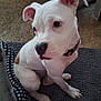 Minnie joined the competition — help win amazing prizes! animal, brown_patch, canine, collar, companion, curious, dog, dog_bed, domestic, ears_up, floor, furniture, home, indoor, looking_away, mat, pet, seated, short_fur, white_dog