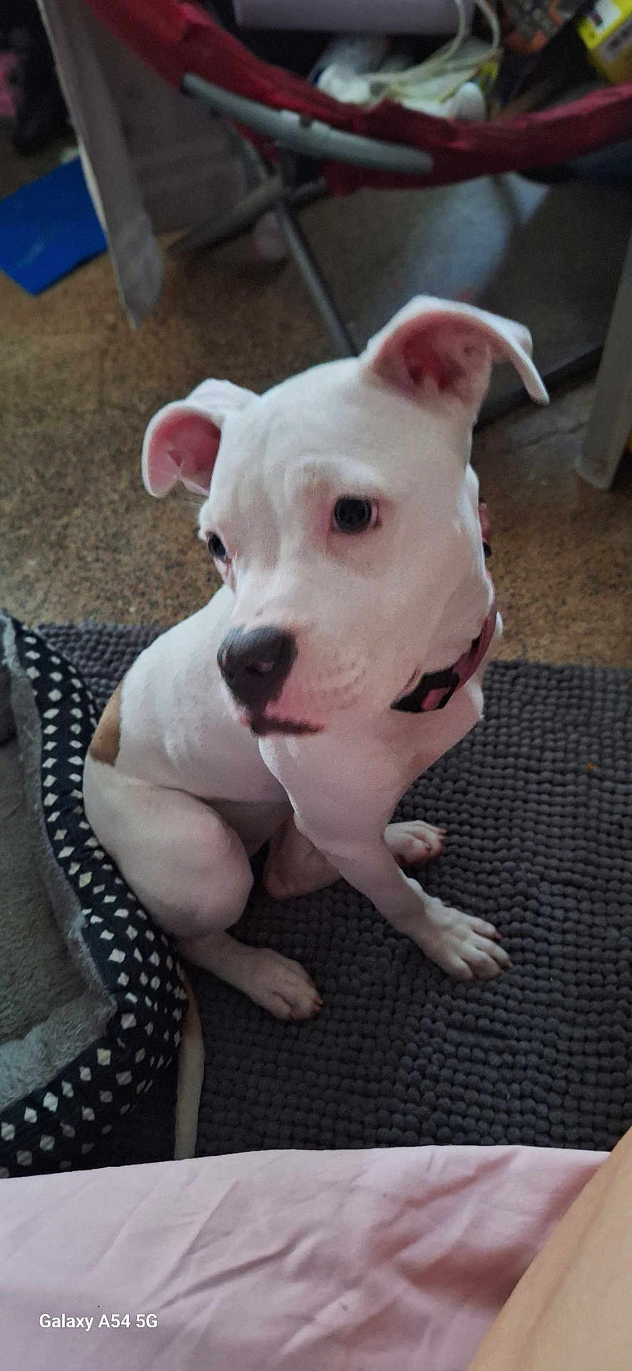 Minnie joined the competition — help win amazing prizes! dog, white_dog, pet, indoor, mat, floor, curious, seated, collar, dog_bed, furniture, home, animal, companion, canine, domestic, looking_away, ears_up, short_fur, brown_patch