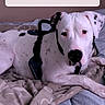 dog, dalmatian, spotted_coat, white_dog, black_spots, pet, animal, lying_down, bed, bedroom, blanket, bedding, portrait, close_up, looking_at_camera, black_harness, indoor, phone_screenshot, lock_screen, charging_notification