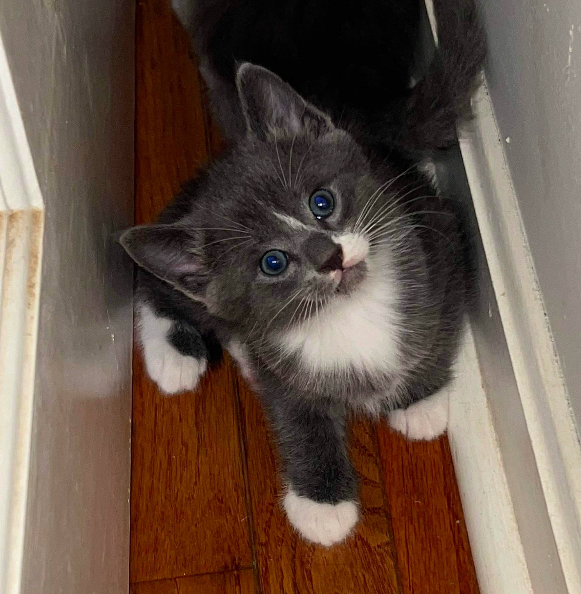 Smokey is registered to the contest to win money with this photo: black_cat, carnivore, cat, domestic_short_haired_cat, door, fawn, felidae, floor, flooring, fur, grey, hardwood, paw, small_to_medium_sized_cats, tail, whiskers, window, wood, wood_flooring, wood_stain