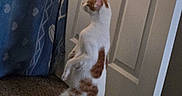 Cheeseburger is registered to the contest to win money with this photo: cat, indoor, carpet, door, blanket, curious, orange_spotted, white_cat, standing, pet, animal, feline, looking, home, cozy, floor, tail, ears, quiet, room
