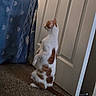 cat, indoor, carpet, door, blanket, curious, orange_spotted, white_cat, standing, pet, animal, feline, looking, home, cozy, floor, tail, ears, quiet, room